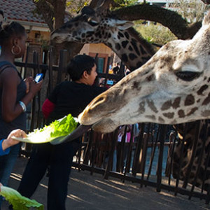 Zoos That Say, “Please Feed the Animals!” Giraffe_Feeding_Platform_Medium2