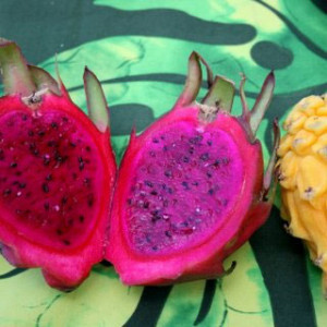 Sampling the Big Island’s Bounty – Kohala Grown Farm Tours fruit